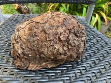 Elm Burl, burr, wood turning
