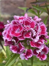 Sweet William Mix Dianthus barbatus.  50 plus seeds. Really long flowering. 