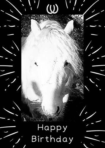 Cute horse pony gypsy - horse, /