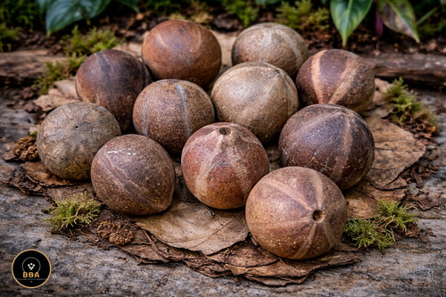 Bellani pumpkin jungle pod - bellani,