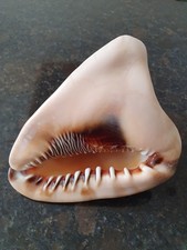 Queen conch sea shell - conch,