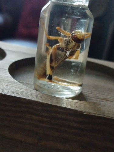 Fetal wet specimen taxidermy - specimen,