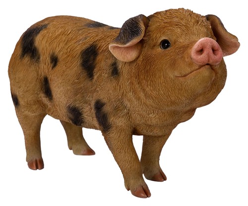 Vivid arts oxford pig sandy - arts,