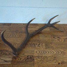Large 2ft+ Real Deer Antler 5
