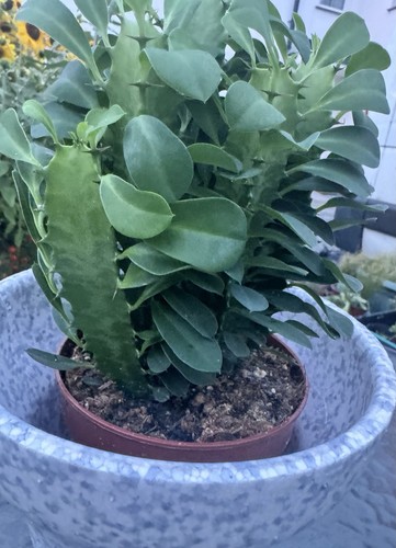 African milk tree euphorbia - african,