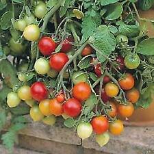 Tomato 'Tumbler' 20 Seeds - Best variety for hanging baskets