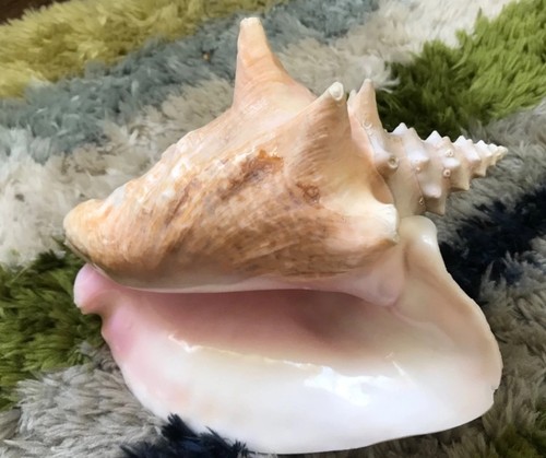 Large vintage queen conch - vintage,