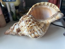 Triton Trumpet Shell 21.5 Cm
