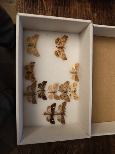 British moths taxidermy - british,