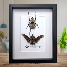 Framed Goliath Flower Beetle