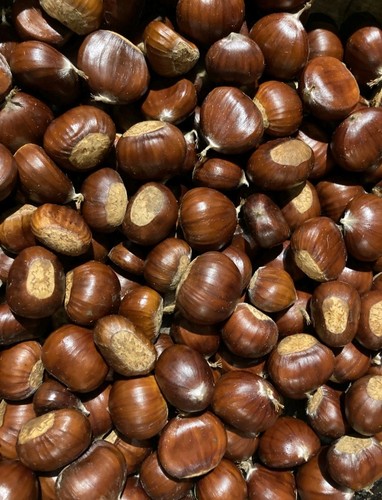 1kg fresh wild sweet chestnuts - fresh,