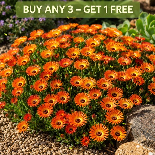 Livingstone daisy orange - daisy,