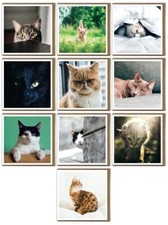 Cute Cats and Kittens