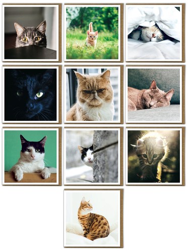 Cute cats and kittens - cute,
