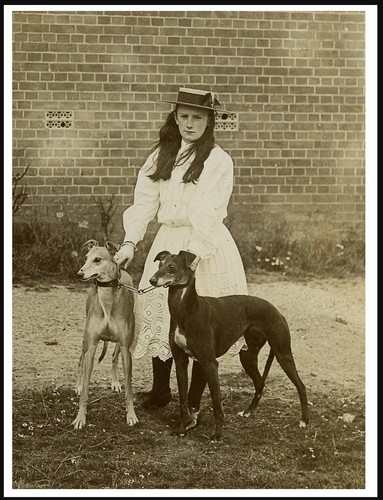 Greyhound girl and - greyhound, dogs