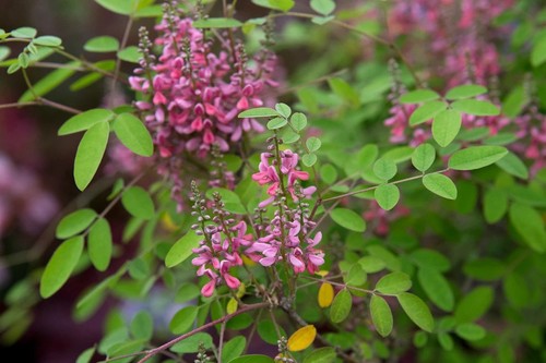 Indigofera ambryantha pink - ambryantha-,