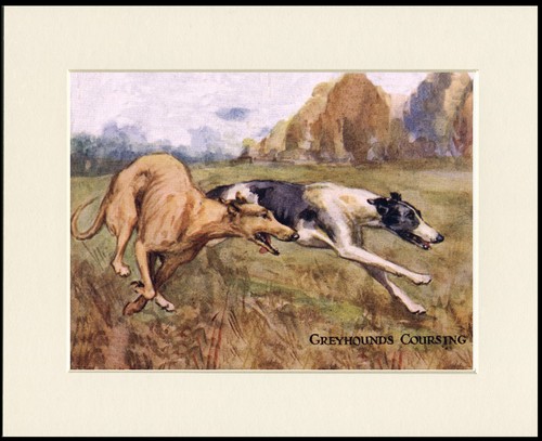Greyhound dog art - greyhound, print