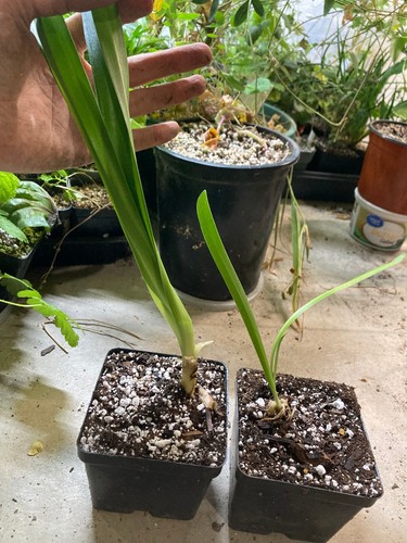 Agapanthus blue flowering - agapanthus, sp.,