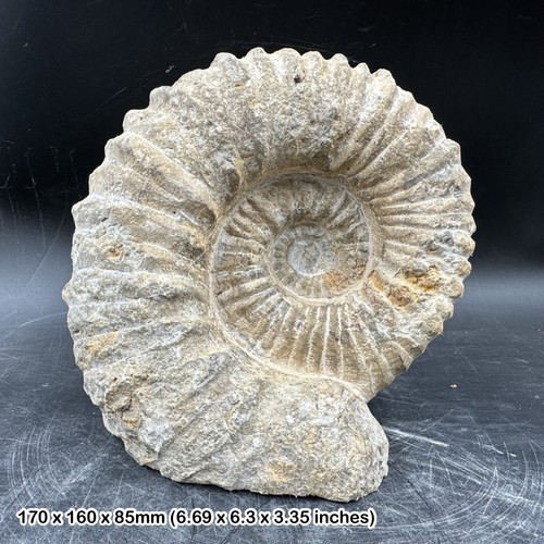 Fossilised giant ammonite - giant,