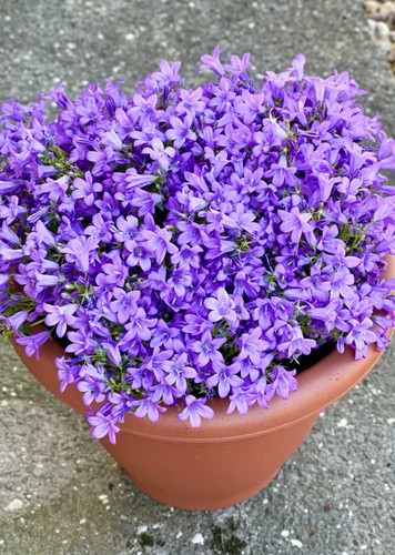 Campanula poscharskyana - campanula,
