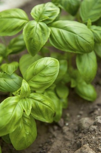 Sweet basil seeds - seeds, grow