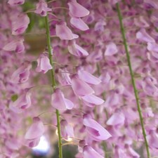 T&M Wisteria floribunda