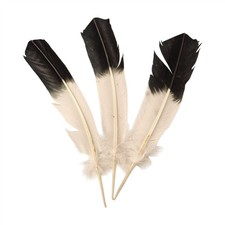 Turkey Feather 10-12 inch Pack