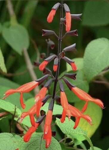 Salvia gesneriflora mexican - gesneriflora,,