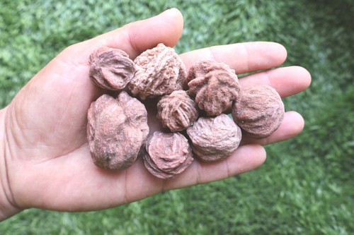 Lot natural desert - 8, rose