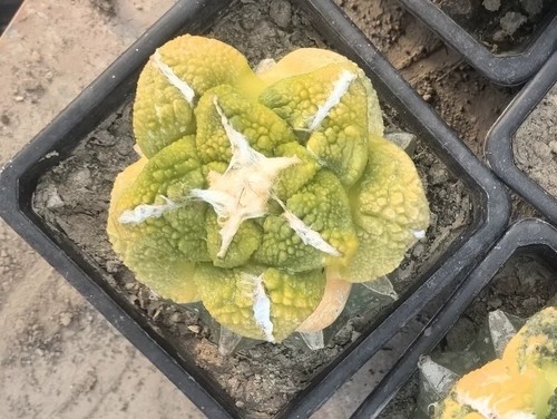 Live house plant ariocarpus - live,