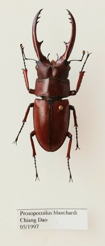 Prosopocoilus blanchardi - prosopocoilus,