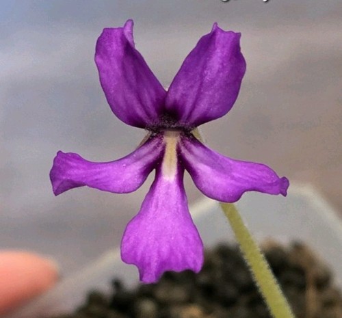Pinguicula huajuapan rare - pinguicula, sp.