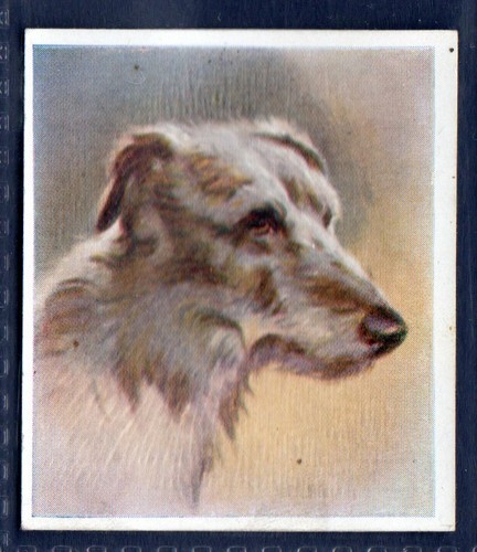Scottish deerhound original - deerhound,