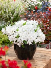 [x1] Dwarf Japanese Azalea  | White | Evergreen Shrubs | P9 Pot