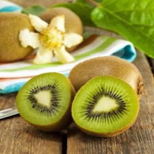 Self-Fertile Kiwi 'Jenny' -