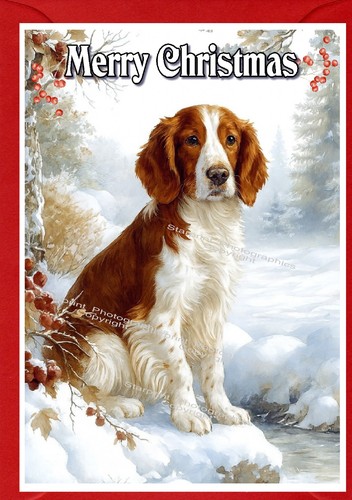 Welsh springer spaniel dog - spaniel,