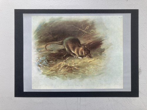 Vintage british mammal - mammal,