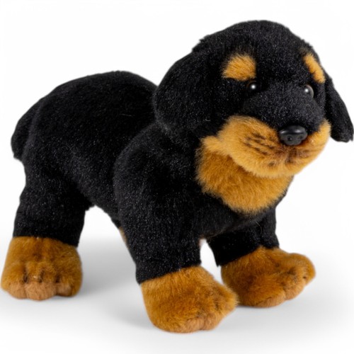 Rottweiler dog standing