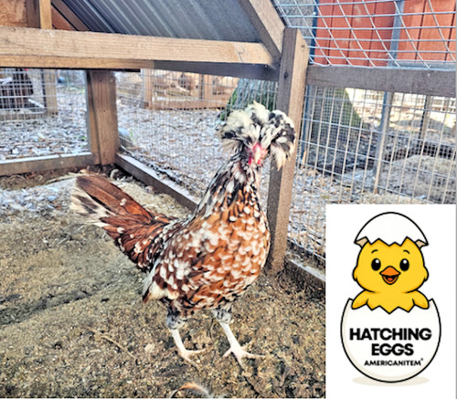 Fertile chicken purebred - 10+,
