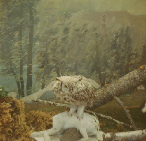 Taxidermy owl and rabbit - and,