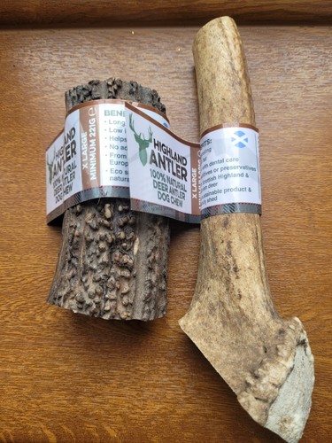Extra large highland antler - 2,