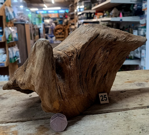Derwen oak bogwood - derwen,