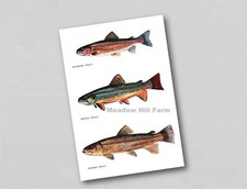 Fridge Magnet UK Trout Fish
