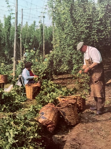 Hop picking kent postcard - picking,