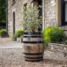 Rustic Oak Barrel Tree / Herb