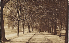 Alresford. The Avenue by F