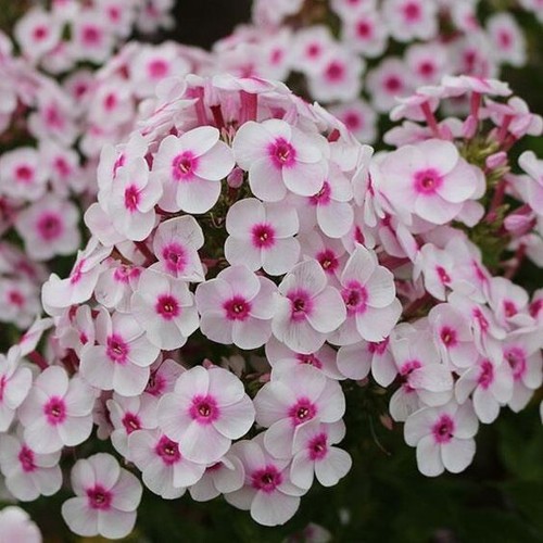 Phlox white eye hardy - x,
