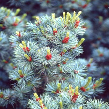 10 BLUE JAPANESE WHITE PINE