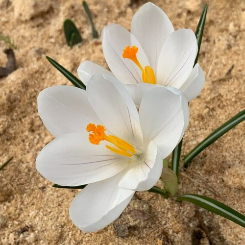 Crocus jeanne arc bulbs - crocus,