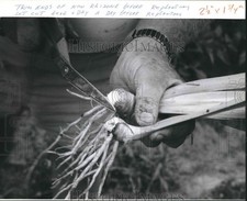 1994 Press Photo Trimmed Iris
